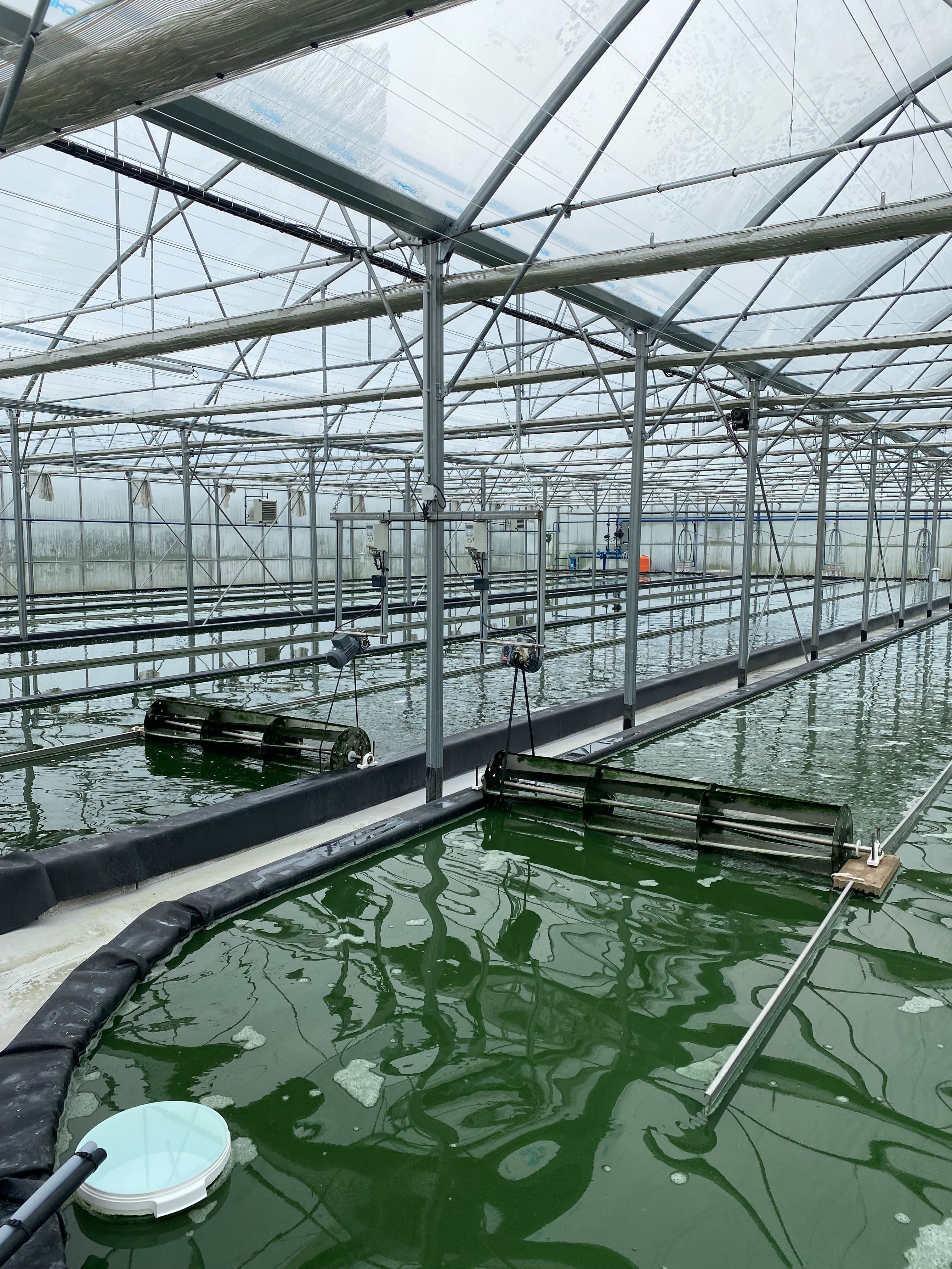 Algae Ponds in Greenhouse